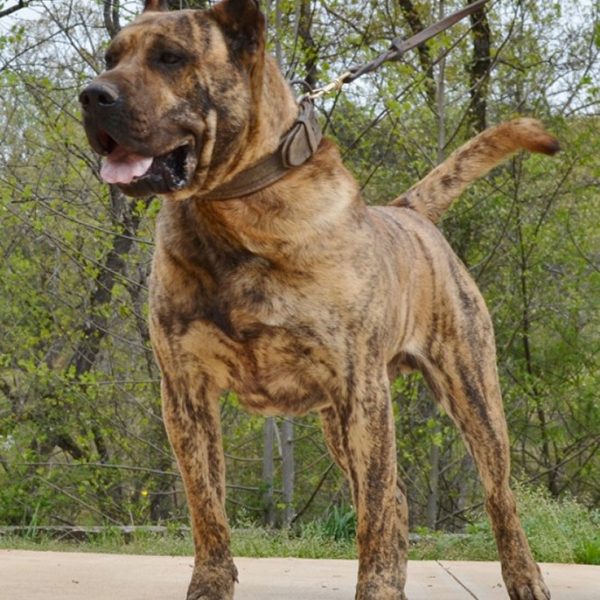 Sires Sanders Kennels