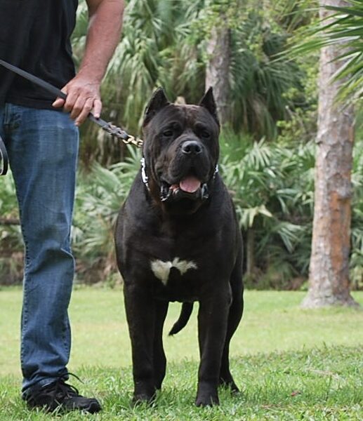 Presa Canario Sires for Breeding in Alpharetta GA | Sanders Kennels