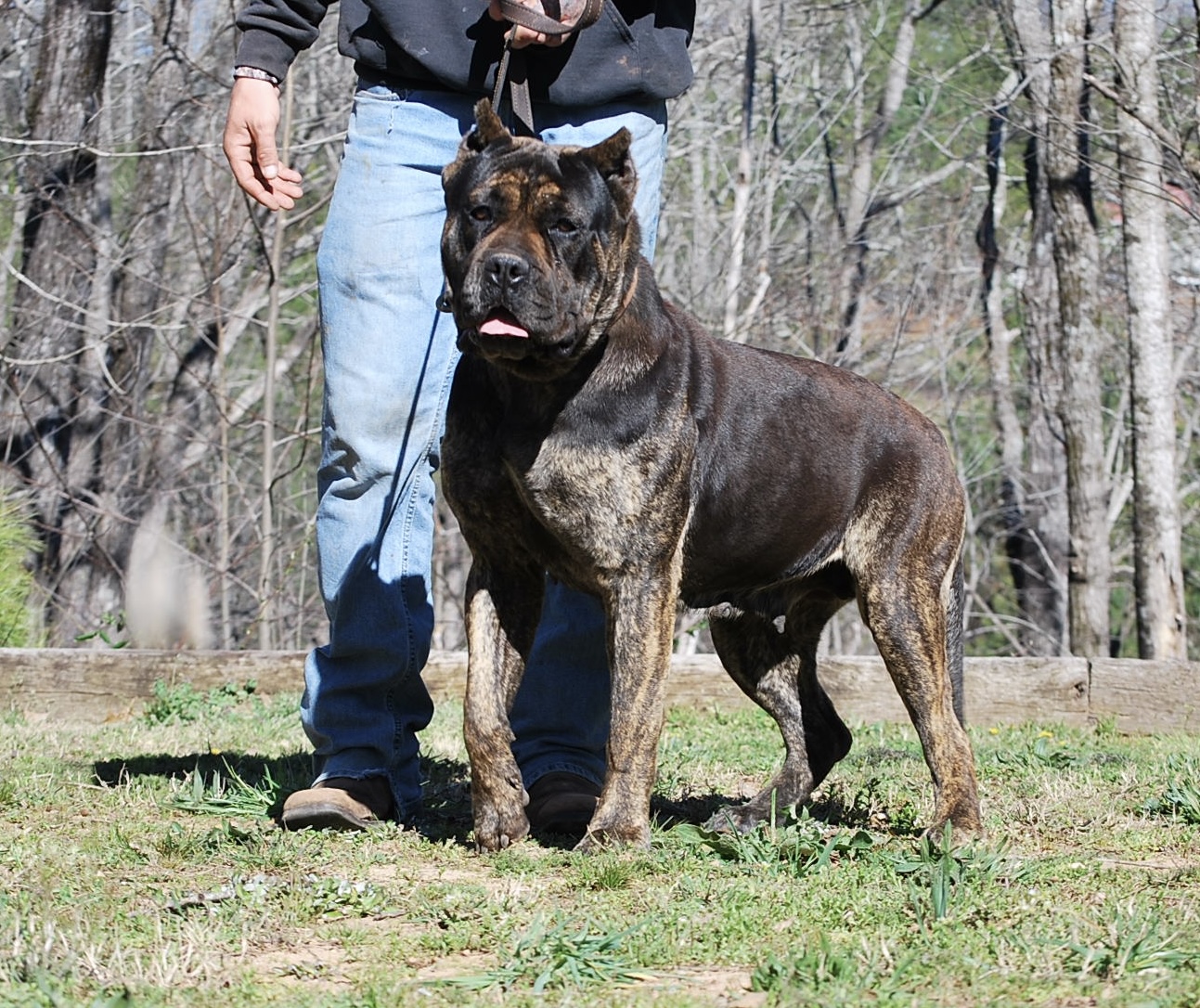 Presa Canario Puppies for Sale in Alpharetta GA Sanders Kennels
