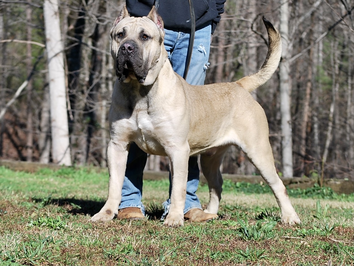 Presa Canario Puppies for Sale in Alpharetta GA Sanders Kennels