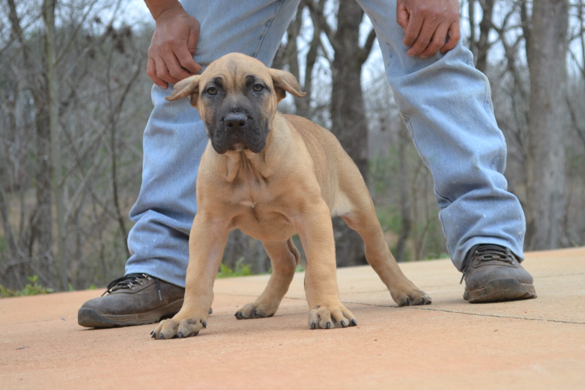 Available Puppies Sanders Kennels