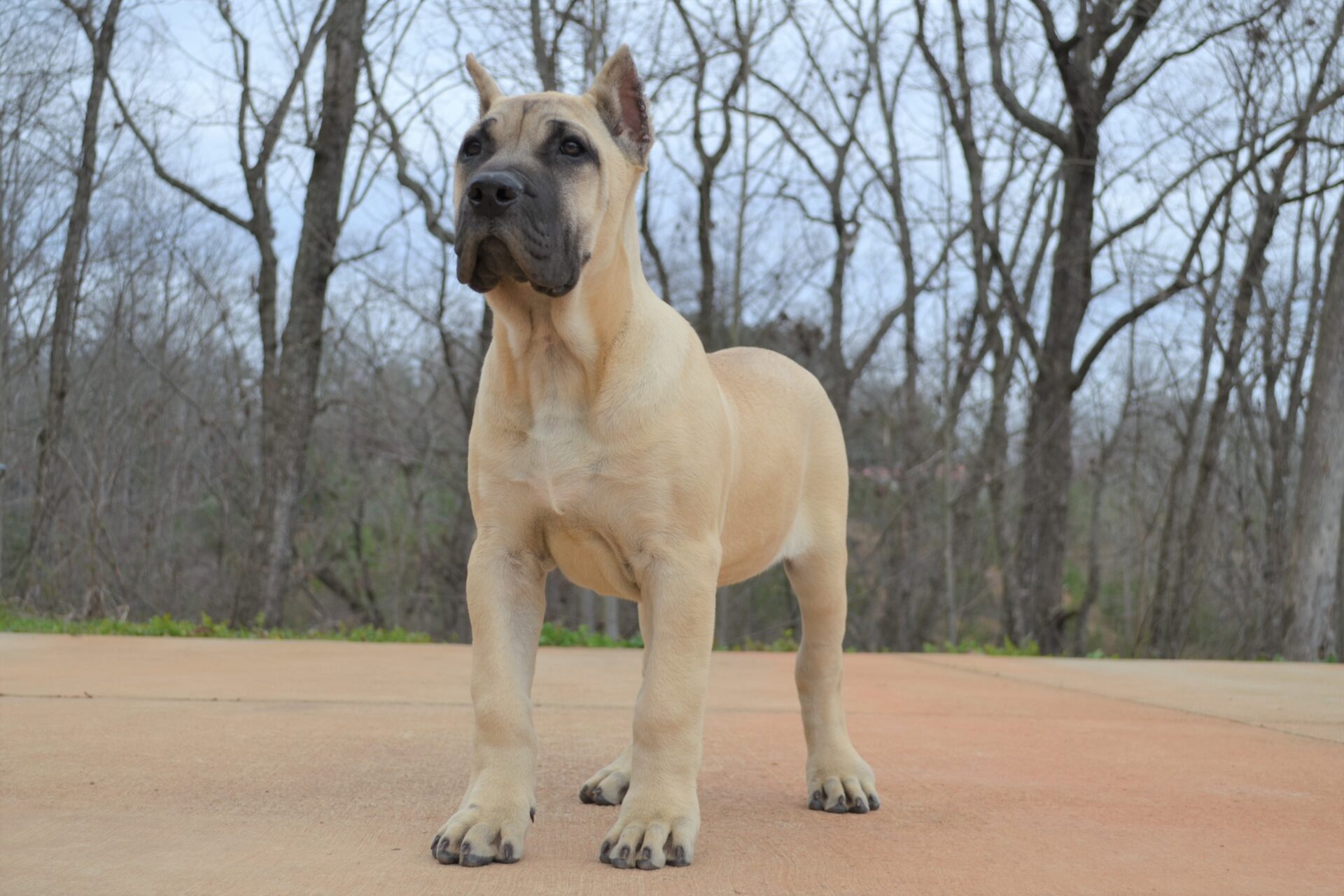 Available Puppies Sanders Kennels