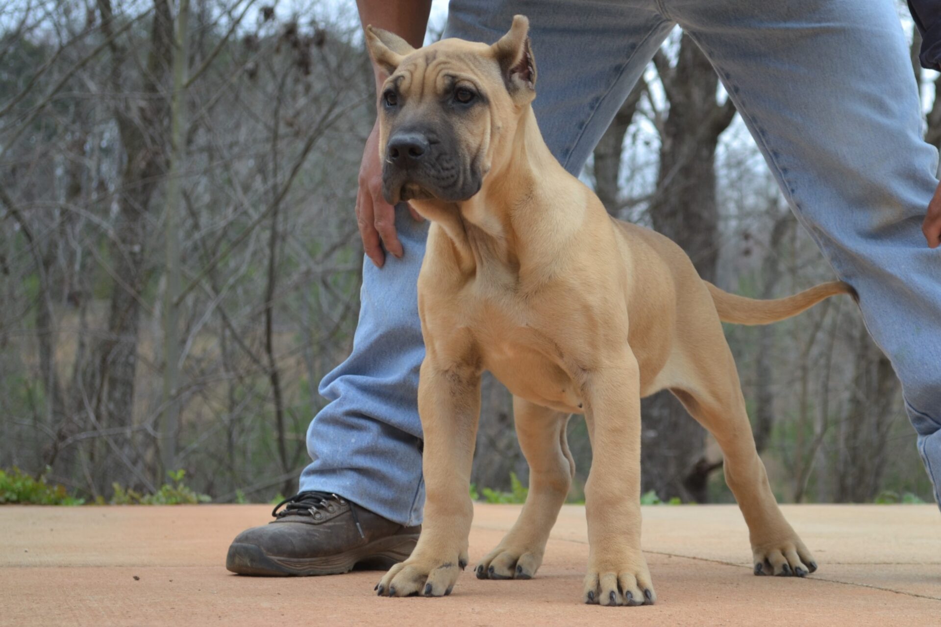 Available Puppies Sanders Kennels