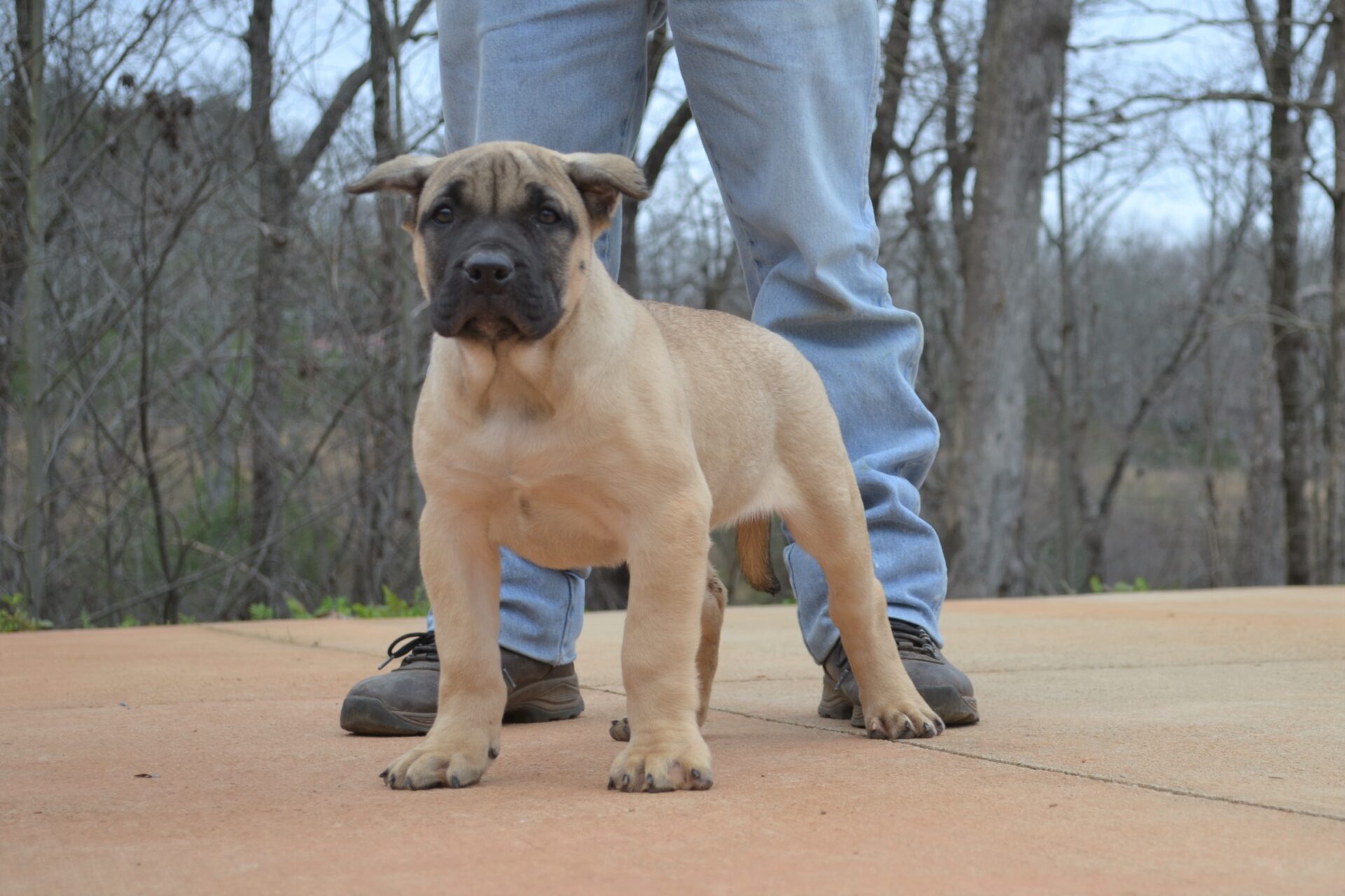 Available Puppies Sanders Kennels
