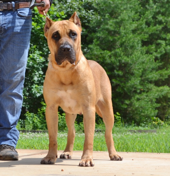 Available Puppies Sanders Kennels