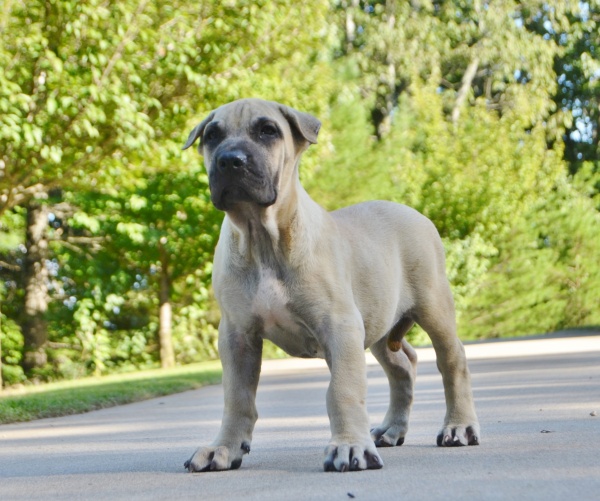 Available Puppies Sanders Kennels