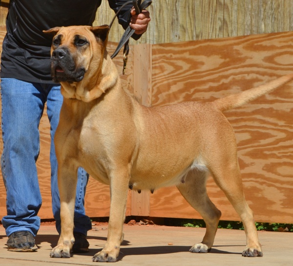 Available Puppies Sanders Kennels