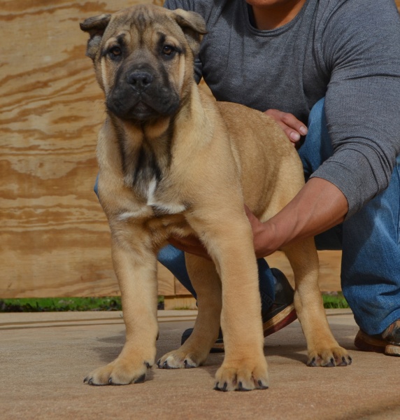 Available Puppies Sanders Kennels