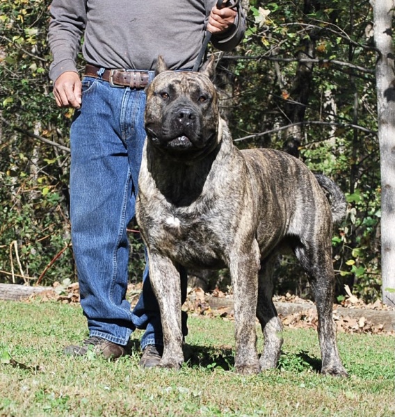 Silver fawn presa canario sire named Bronson