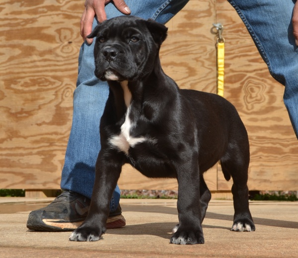 Available Puppies Sanders Kennels