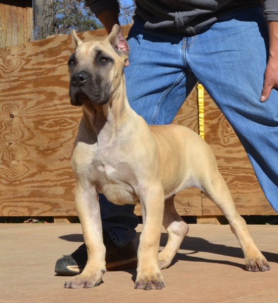 Available Puppies Sanders Kennels