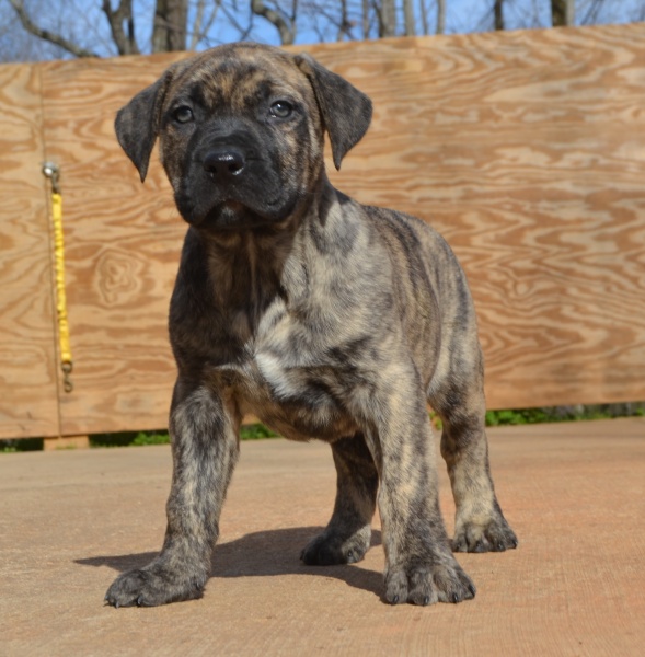 Available Puppies Sanders Kennels