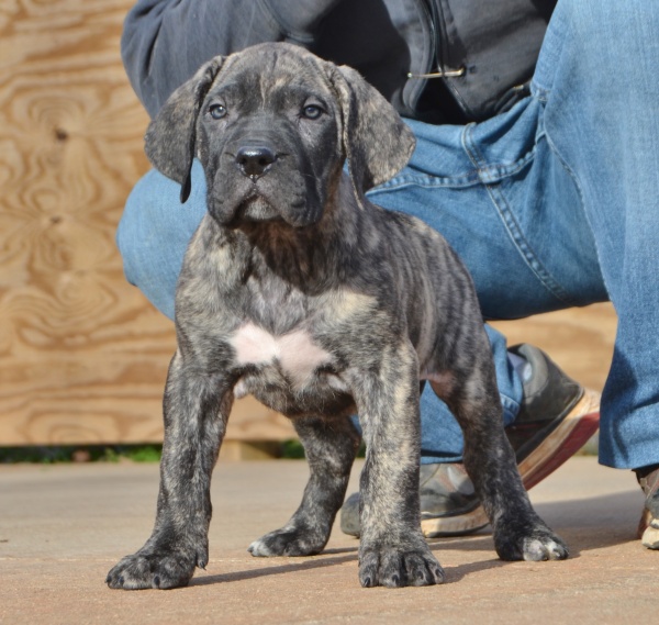 Available Puppies Sanders Kennels