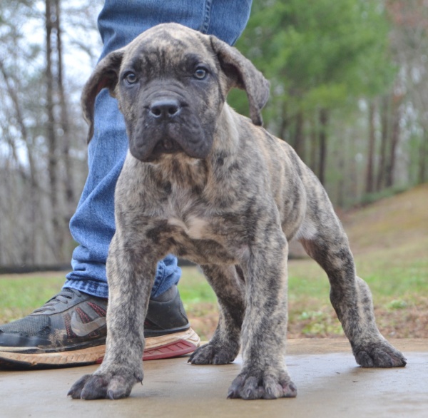 Available Puppies Sanders Kennels