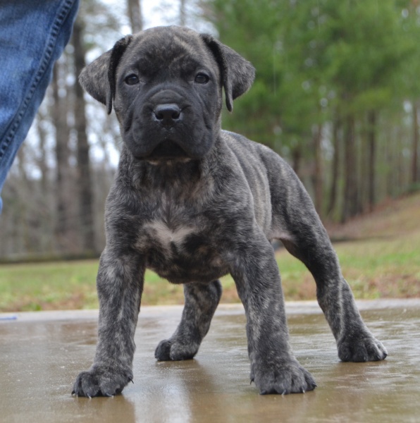 Available Puppies Sanders Kennels