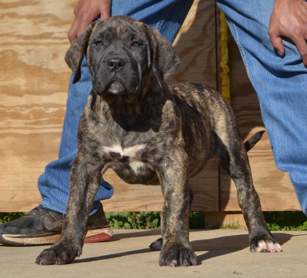 Available Puppies Sanders Kennels