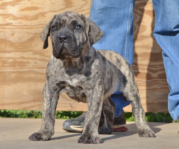 Available Puppies Sanders Kennels