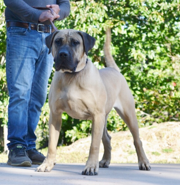 Available Puppies Sanders Kennels