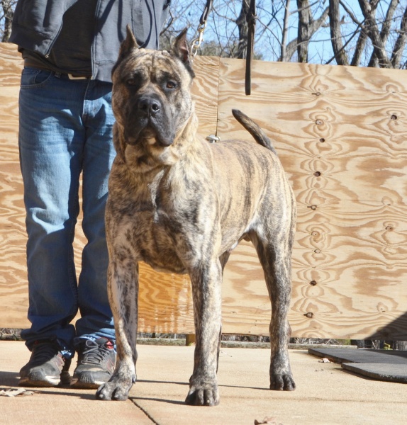 Available Puppies Sanders Kennels