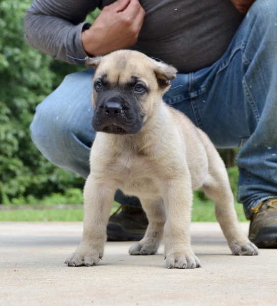 Available Puppies Sanders Kennels