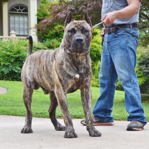 Perro De Presa Canario Cost Petfinder