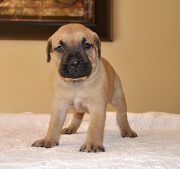 Available Puppies Sanders Kennels