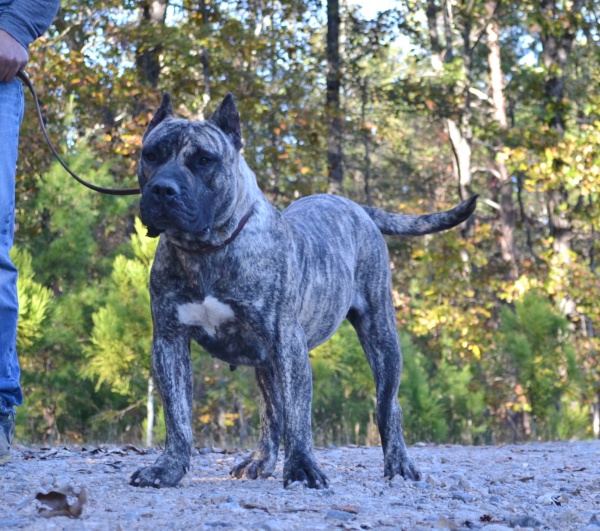 Dams Sanders Kennels