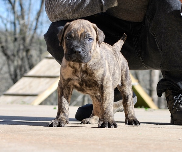 Presa Canario Puppies for Sale in Alpharetta GA & Nationwide Sanders