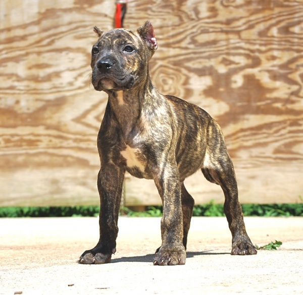 Presa Canario Puppies for Sale in Alpharetta GA & Nationwide Sanders Kennels