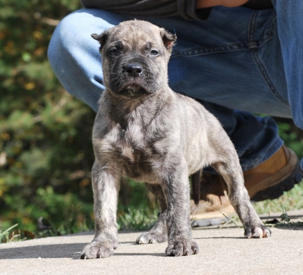 Presa Canario Puppies for Sale in Alpharetta GA Sanders Kennels