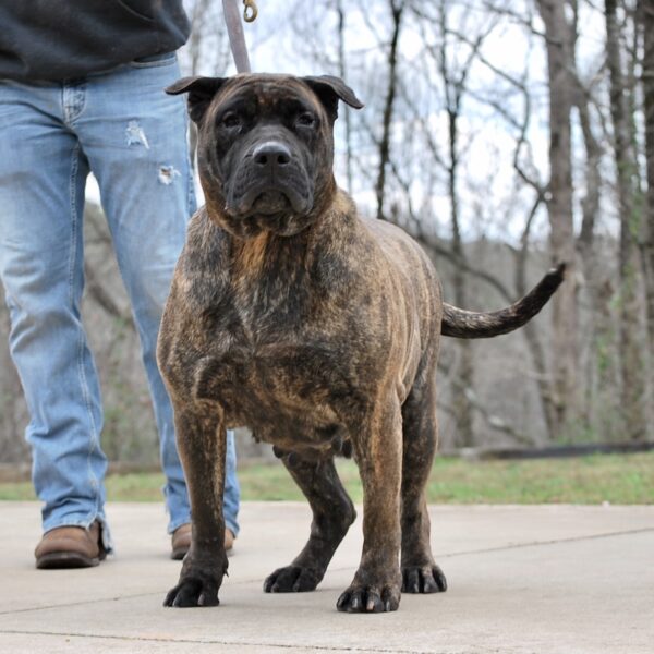 Dam Presa Canario Breeder & Dogs for Breeding in Sanders Kennels