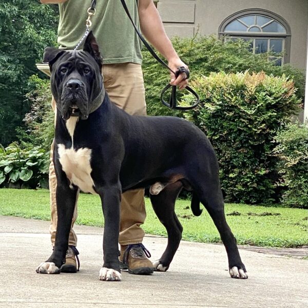 Presa canario sanders kennels 2025