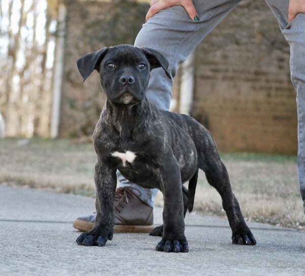 Sanders Bronson and Sanders Panther Male 3