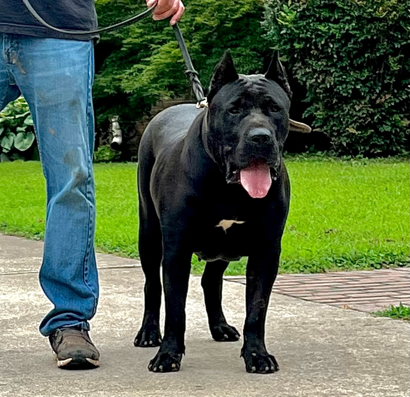 Presa Canario Puppies for Sale in Alpharetta GA Sanders Kennels