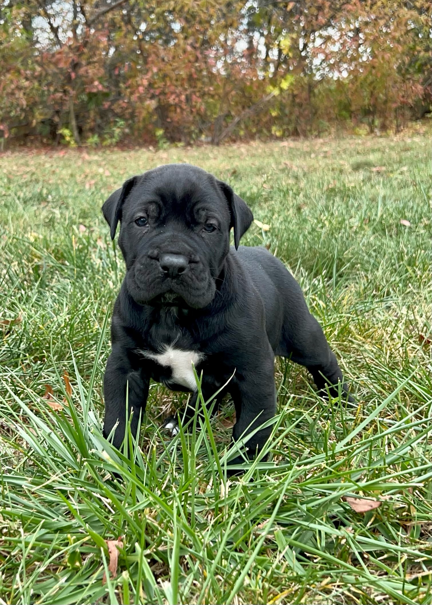Sanders Bouncer and Guajeria Male 1 Sanders Kennels