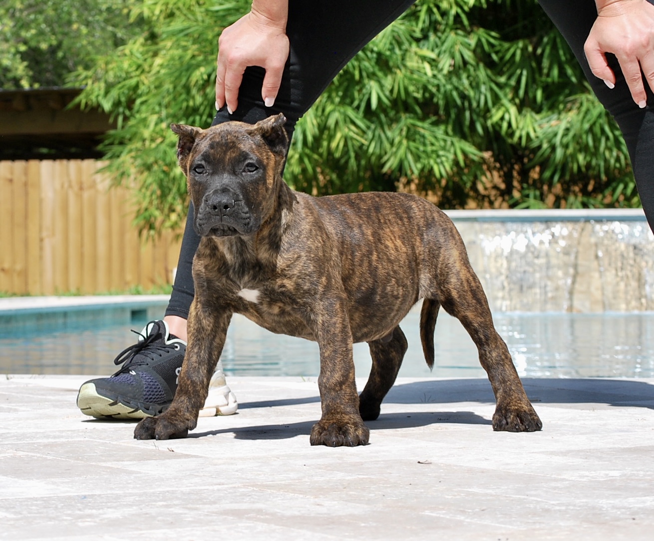 Presa Canario Puppies for Sale in Alpharetta GA Sanders Kennels