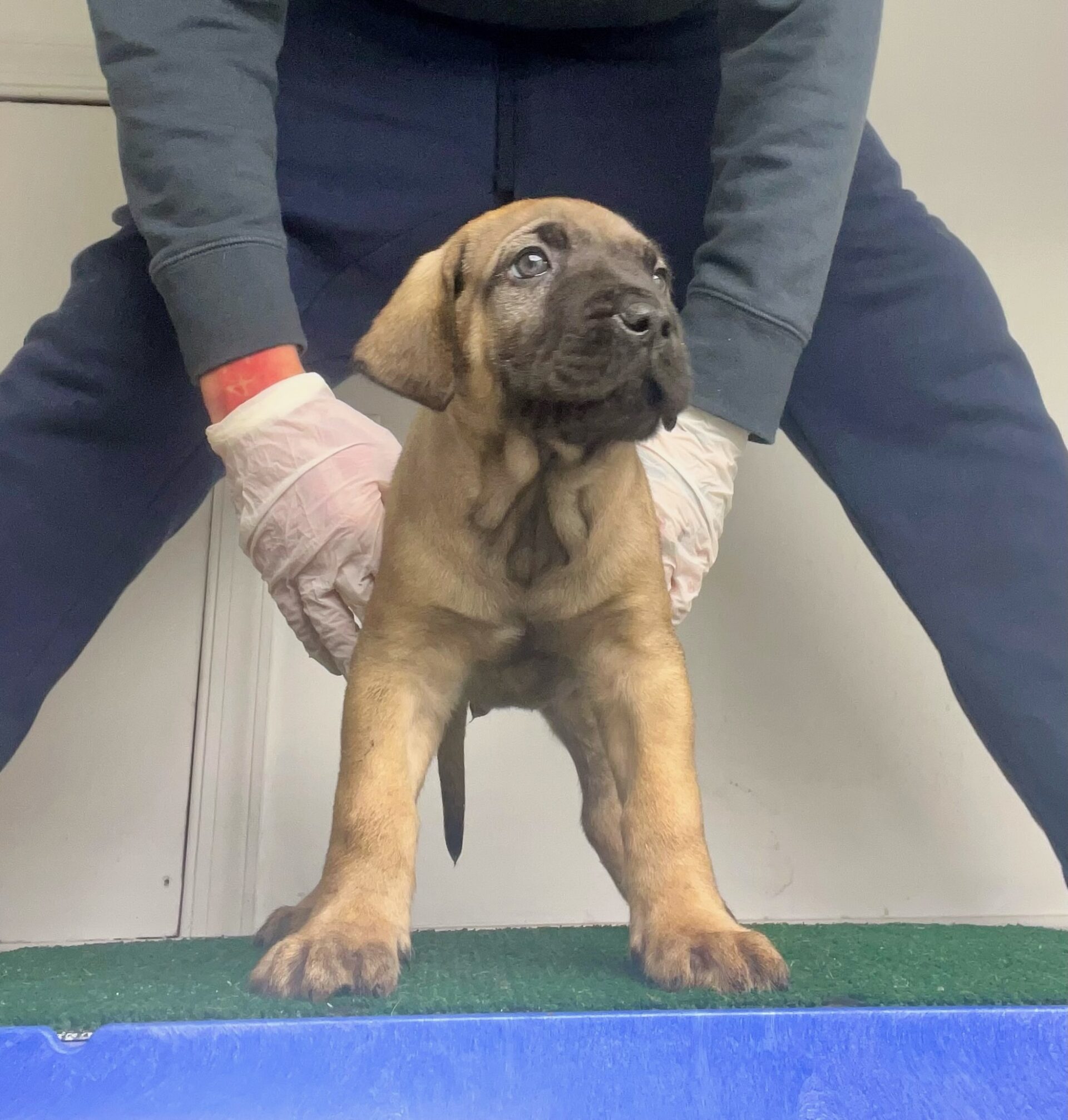 Presa Canario Puppies for Sale in Jupiter, FL Sanders Kennels
