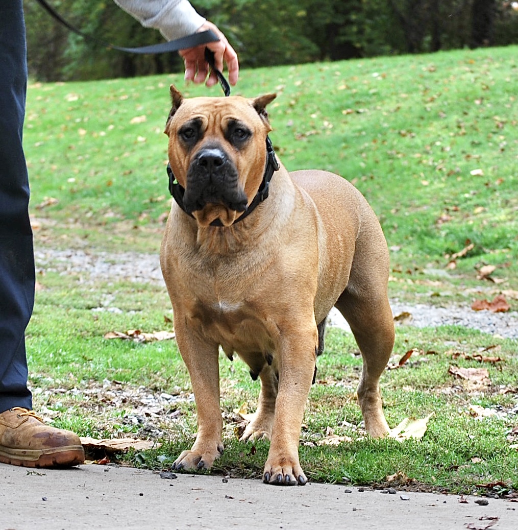 Presa canario sanders kennels cheap