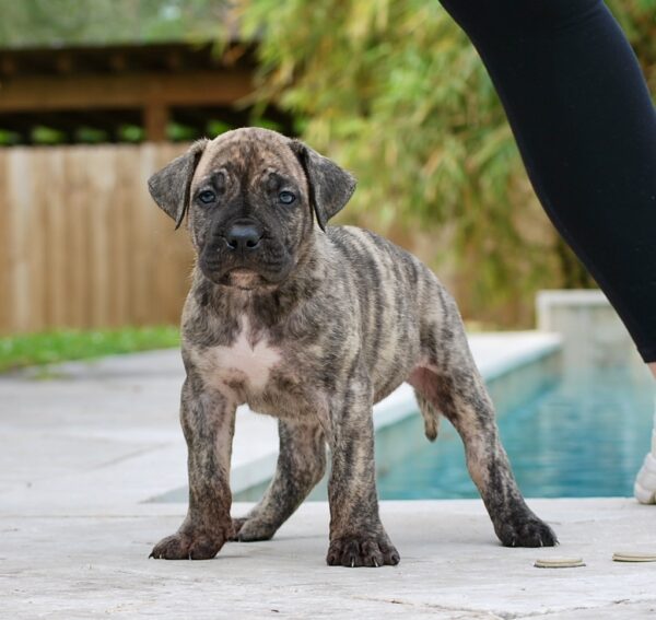 Sanders Bronson and Sanders Lucia Male Sanders Kennels