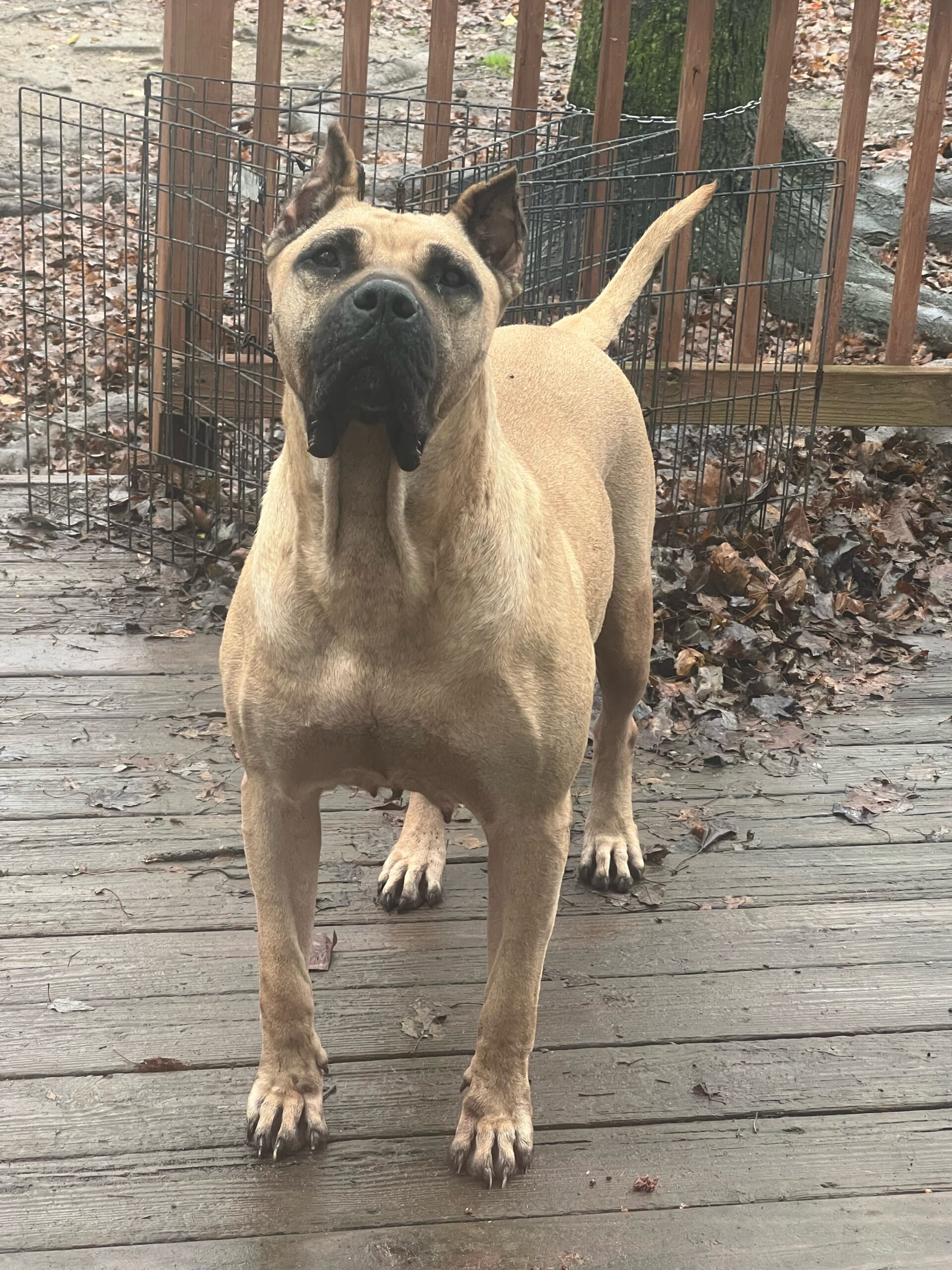 Presa Canario Puppies for Sale in Jupiter, FL Sanders Kennels