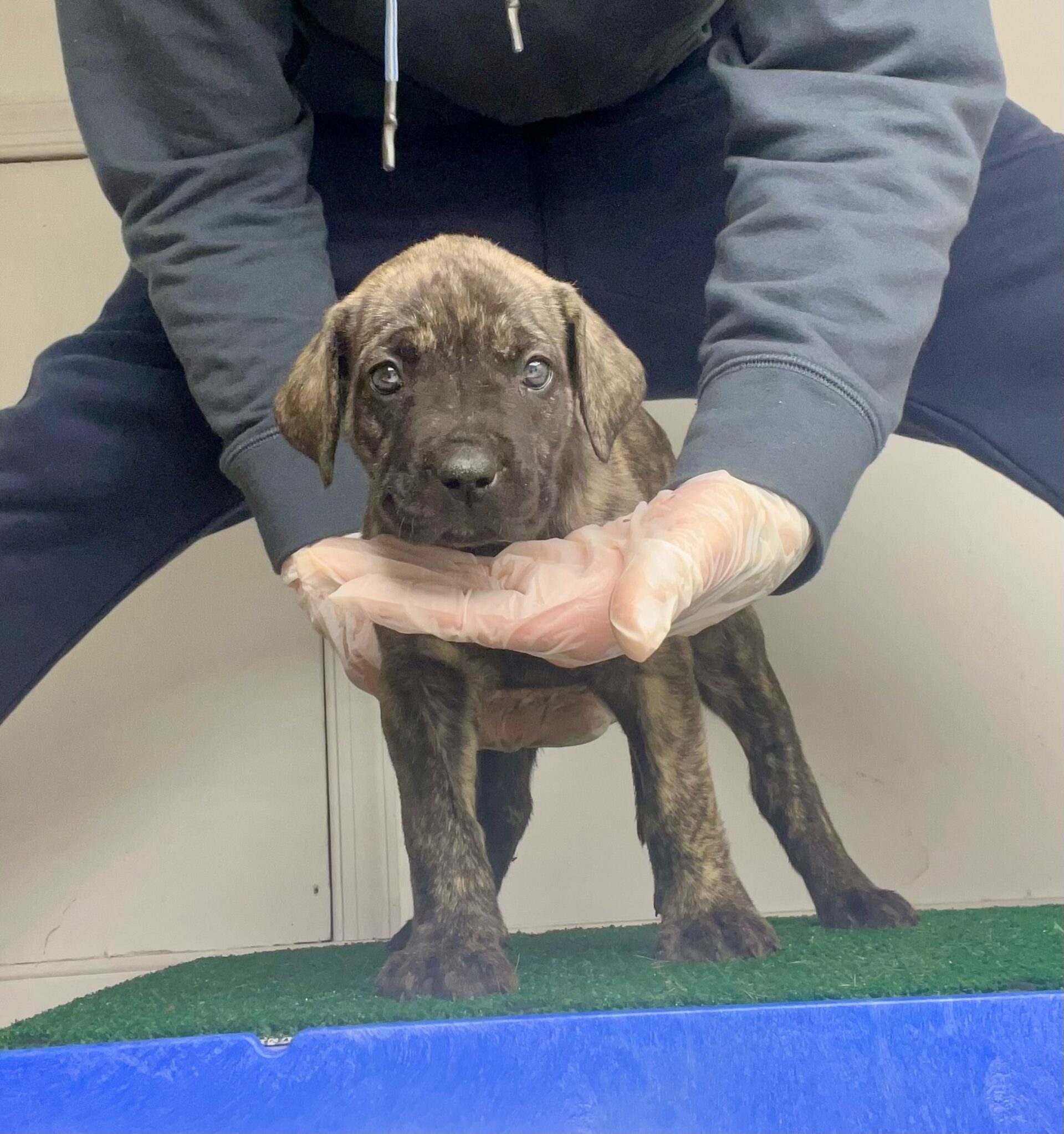 Presa Canario Puppies for Sale in Jupiter, FL Sanders Kennels