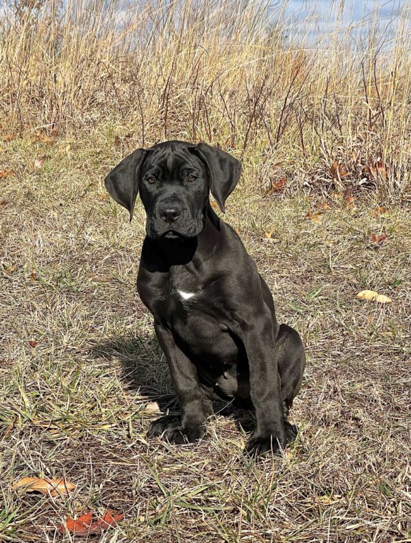 Jordy and Sanders Karma Female 1