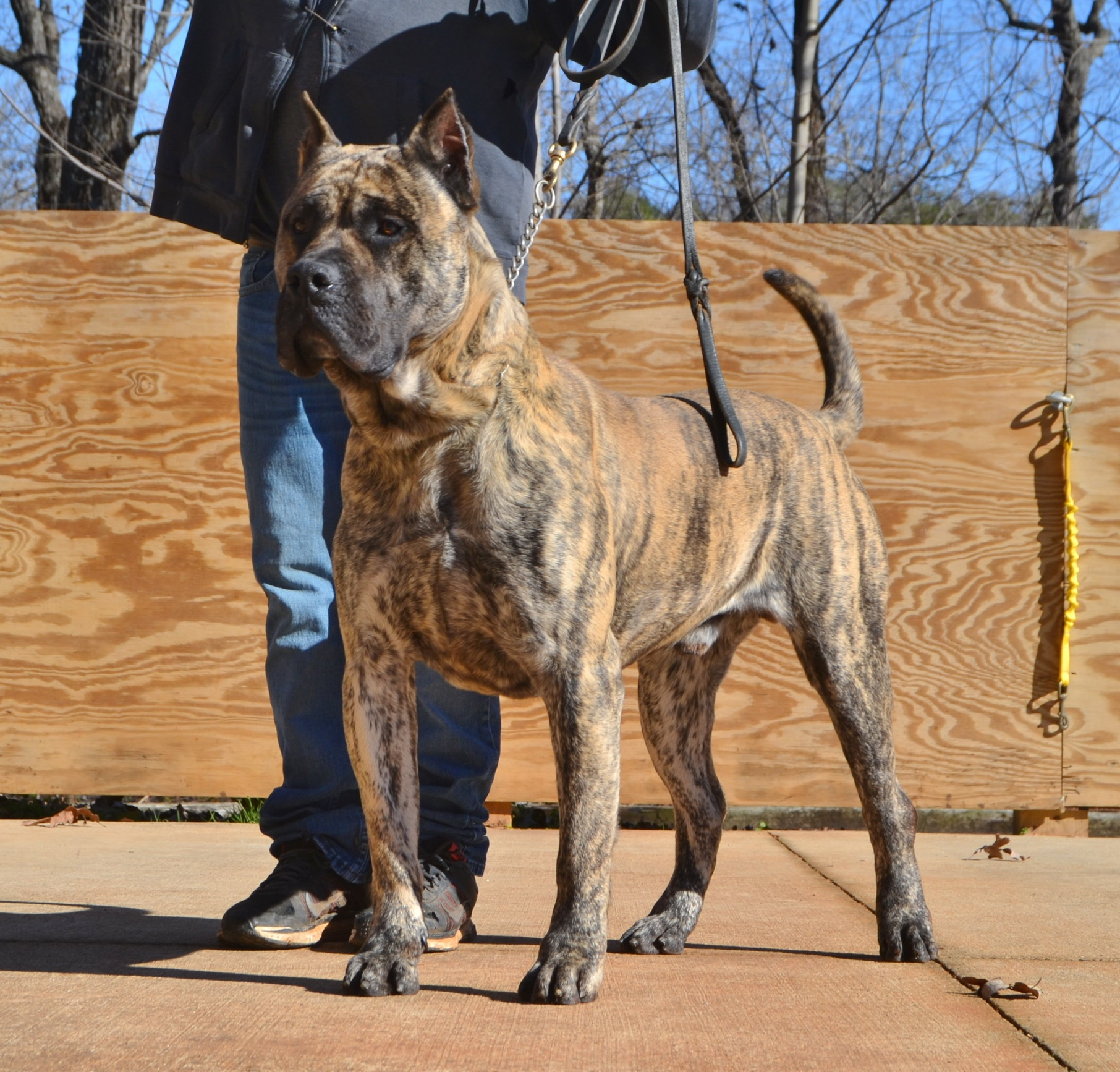 Presa Canario Puppies for Sale in Jupiter, FL Sanders Kennels