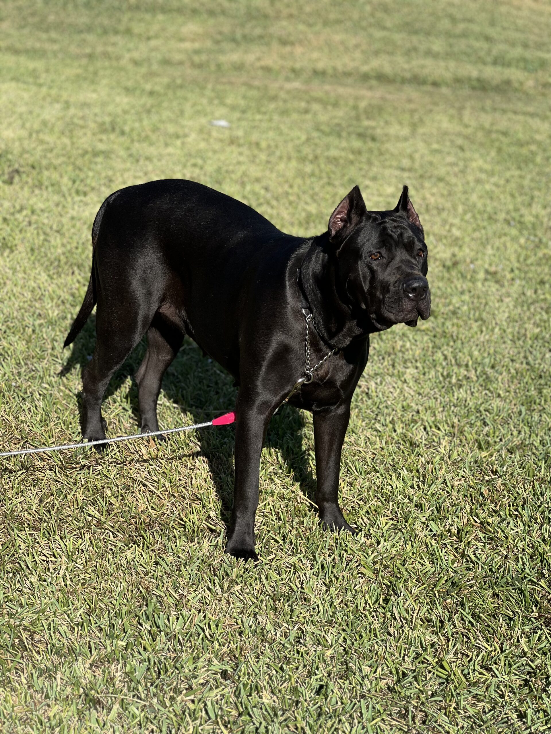 Presa Canario Puppies for Sale in Jupiter, FL Sanders Kennels