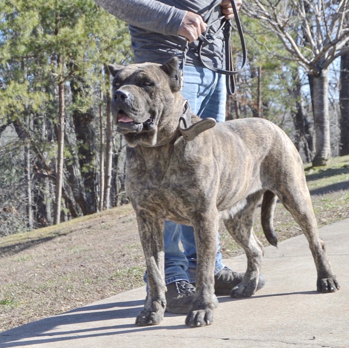Presa Canario Puppies for Sale in Jupiter, FL Sanders Kennels