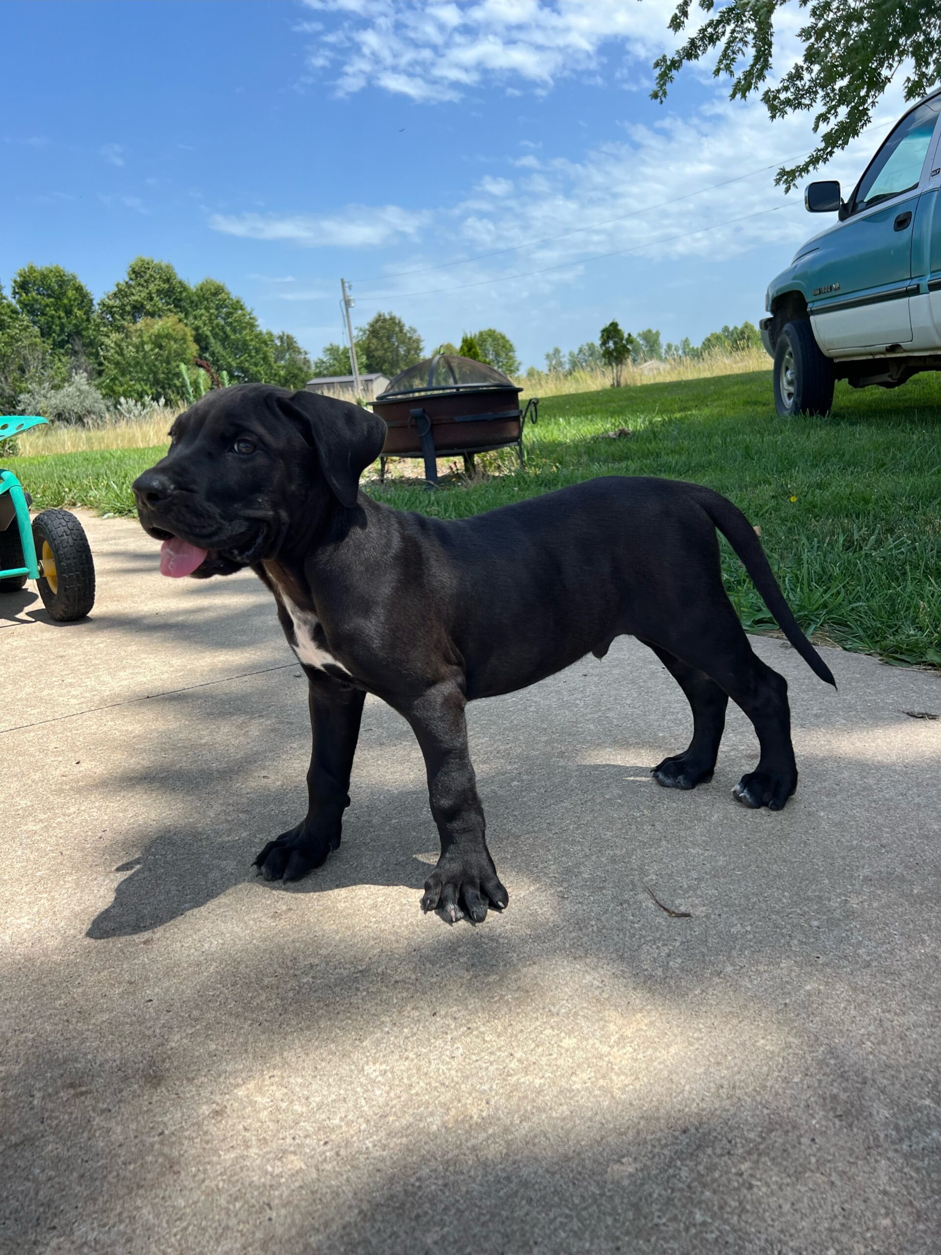 Presa Canario Puppies for Sale in Jupiter, FL Sanders Kennels