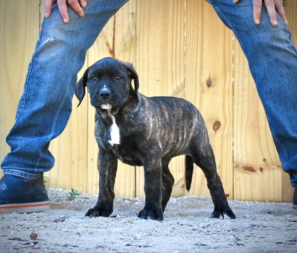 Sanders Bear and Sanders Baby Female 3
