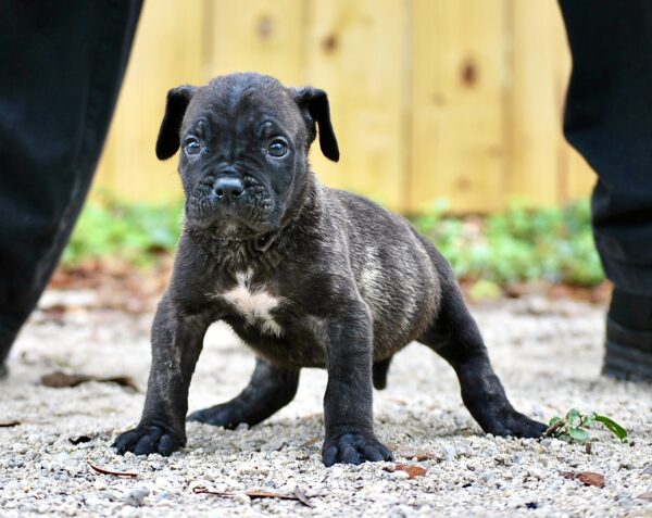 Sanders Kennels