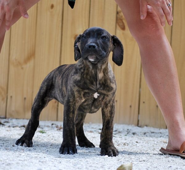 Sanders Kimbo and Sanders Diamond Female 2