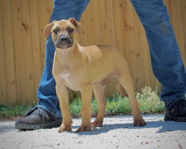 Sanders Kimbo and Sanders Diamond Male 3